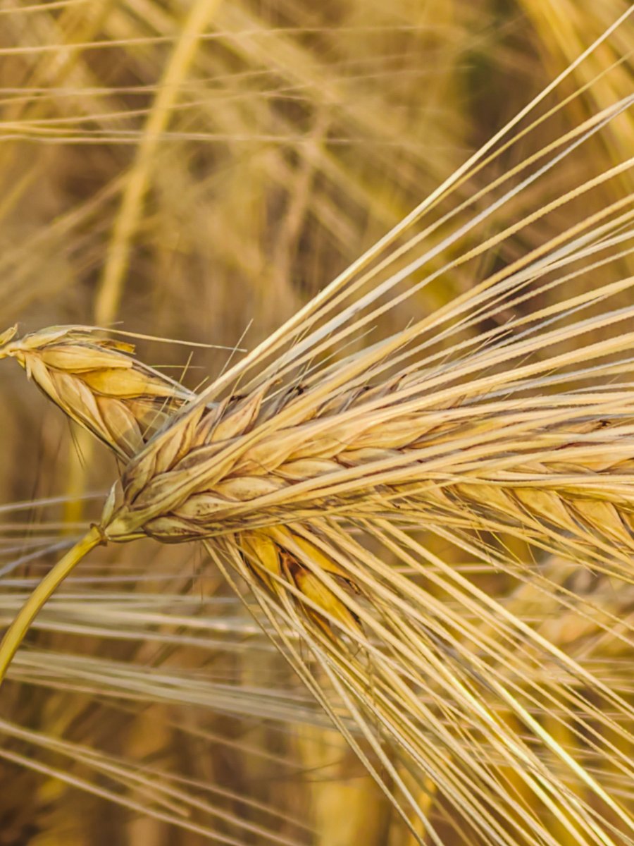 LadyTruckView's tweet photo. Golden rye fields are beautiful from a distance, but their true beauty appears when you get closer. These macro photographs reveal the intricate structure of rye ears

#NaturePhotography #MacroPhotography #Rye #Grain #GoldenFields #Agriculture #NatureLovers #CloseUp https://t.co/xgkucAz85X