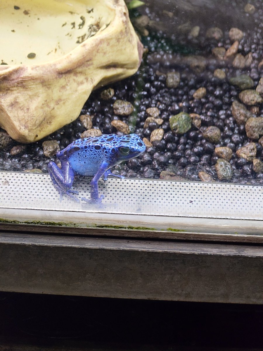 00smalt00's tweet photo. 川崎いったから会社に帰るけどカワスイ(川魚中心の水族館)に行きたいなぁ～って言ったら、直帰予定の上司がどうぞって言ってくれたので、行ってきた！めっちゃ楽しかった！！クサガメ飼ってたから大好きな亀がいっぱいいた！あと、蛙、カメレオン、コウモリ可愛かった～川魚でかかったし綺麗でした！ https://t.co/RIkTjRCjvg