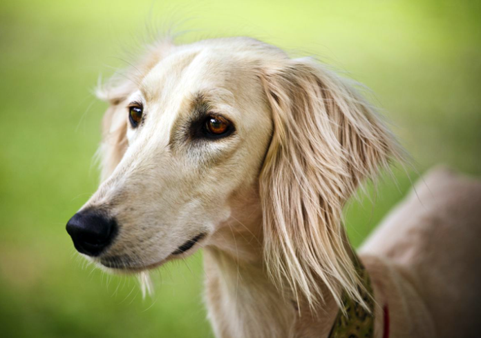 SweetestScreams's tweet photo. @Lutecifer Or maybe a Saluki considering she has the big ears and no long fur... But I think their snout is closest to a Borzoi, you're right https://t.co/tDjrvARXSl