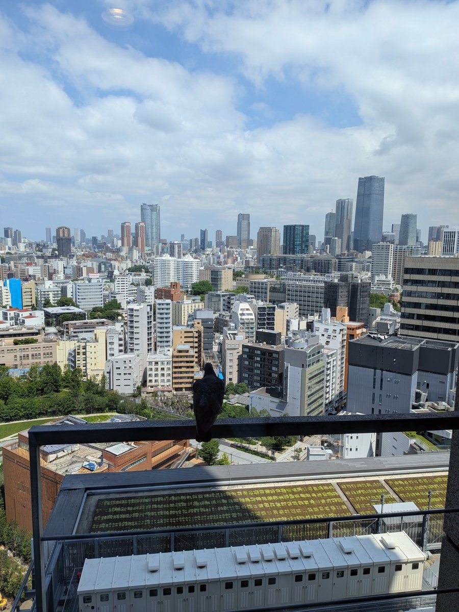 evelt_info's tweet photo. おはようございます☀️
れんれんです！

ハトさんがすごいところにとまっていました🕊️
思わず📸💕

今日も皆さん、素敵な一日を☺️ https://t.co/G2fnffwJaD