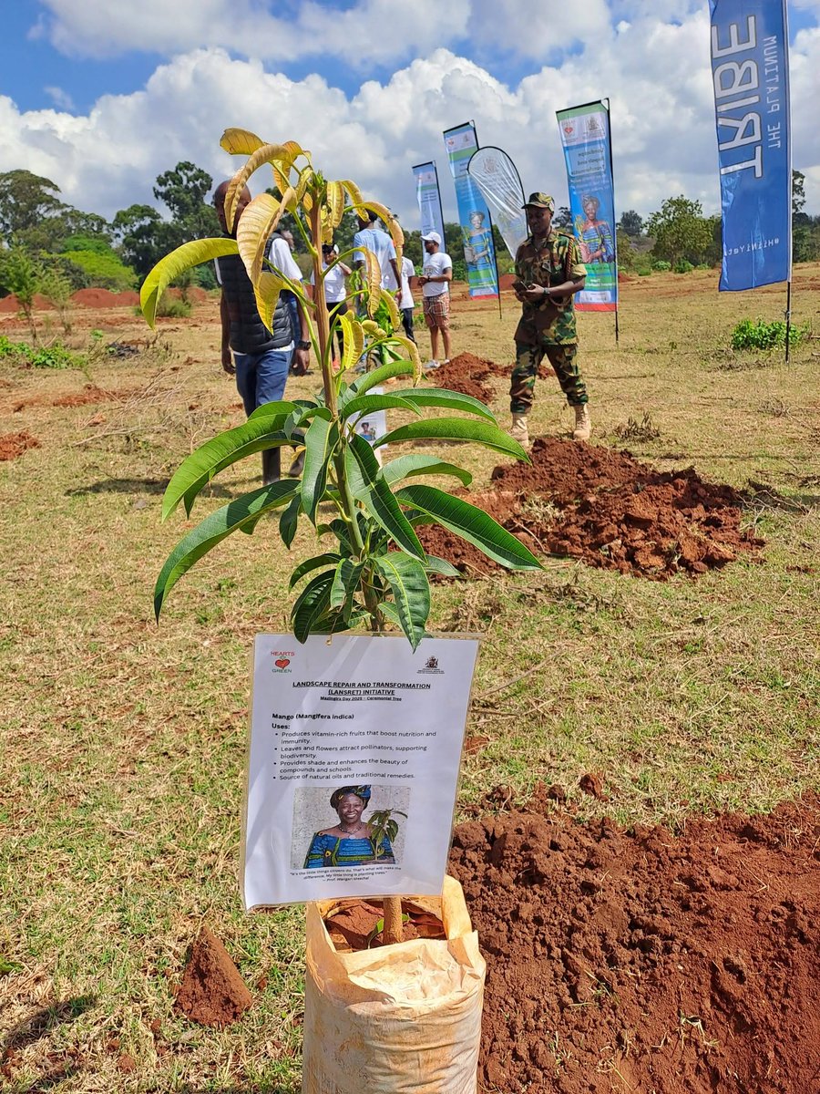 UoNWMI's tweet photo. Landscape restoration is about more than planting trees. It's about restoring ecosystems, strengthening communities &amp; building partnerships that create lasting impact.
Together we R restoring landscapes &amp; growing hope for future generations. #LANSRET @uonbi @WeDontHaveTime https://t.co/IKEplQBaen