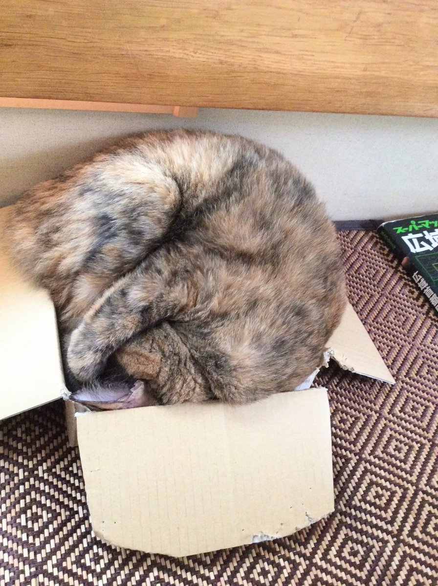 tokopoko2's tweet photo. 箱に入ってるつもりで全然入りきってない猫

#サビ猫 https://t.co/XWlYCSK4ZM
