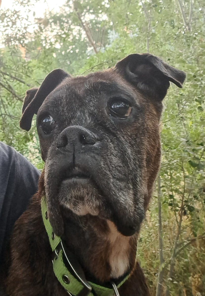 elsquissos's tweet photo. ❤️ XICA EN ADOPCIÓ 
Boxer d'11 anyets. És un amor de gosseta, a casa és porta superbé, és dolça, tranquila i obedient. Pot fer uns bons passejos i després descansar merescudament
Volem família que li dongui felicitat els anys que li queden, a canvi tindrà un coixinet amorós https://t.co/gZuDplFxFz