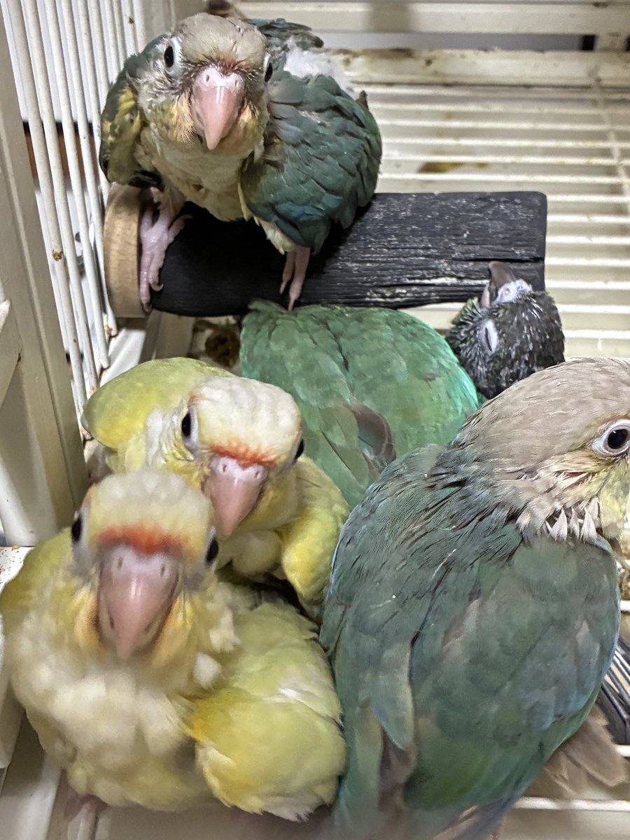 BirdLateto's tweet photo. ごはんでちか？！ごはん？！
まだでちか？！

飼育員見た時のウロコインコ雛
可愛すぎて必死すぎて可愛すぎる。

  #ウロコインコ雛  #ご家族募集中  #兵庫県神戸市 https://t.co/tOFFRXXZq3