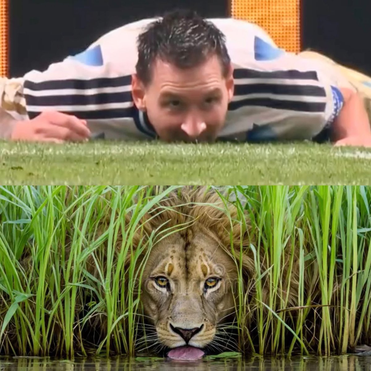 LionInCrisis's tweet photo. Leo Messi https://t.co/EK17NxLEjH