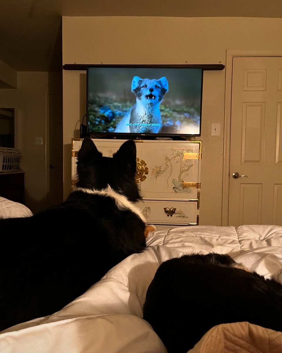 Legundo as dogs tweet media
