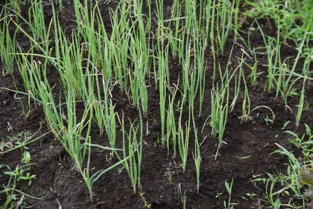smartagri_jp's tweet photo. 同じ「梅雨の長雨」でも、
夏ネギと冬ネギでは負担の出方が違います。
収穫前の夏ネギでは品質低下や軟腐病に注意。
定植直後の冬ネギでは活着遅れや欠株に注意。
雨量だけでなく、「雨の後に圃場で何が起きているか」を見ることが大切です。
https://t.co/0l1ObxNXqR
#SMARTAGRI #ネギ https://t.co/xnuY1Mo321
