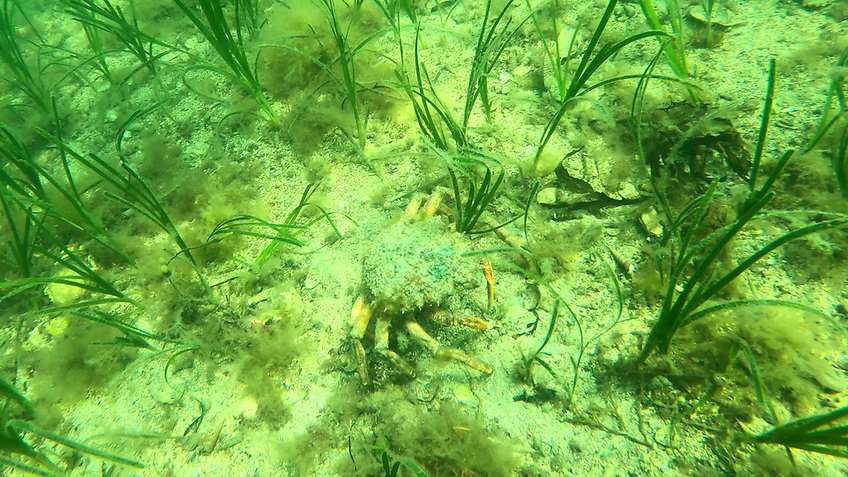 AfloatMagazine's tweet photo. Consultation Opens on Crab Fishing Limits in Irish Waters https://t.co/KmEjMKcVSX #CrabFishing #IrishWaters #Fisheries #SustainableFishing #MarineConservation https://t.co/hpqbAtE2bo