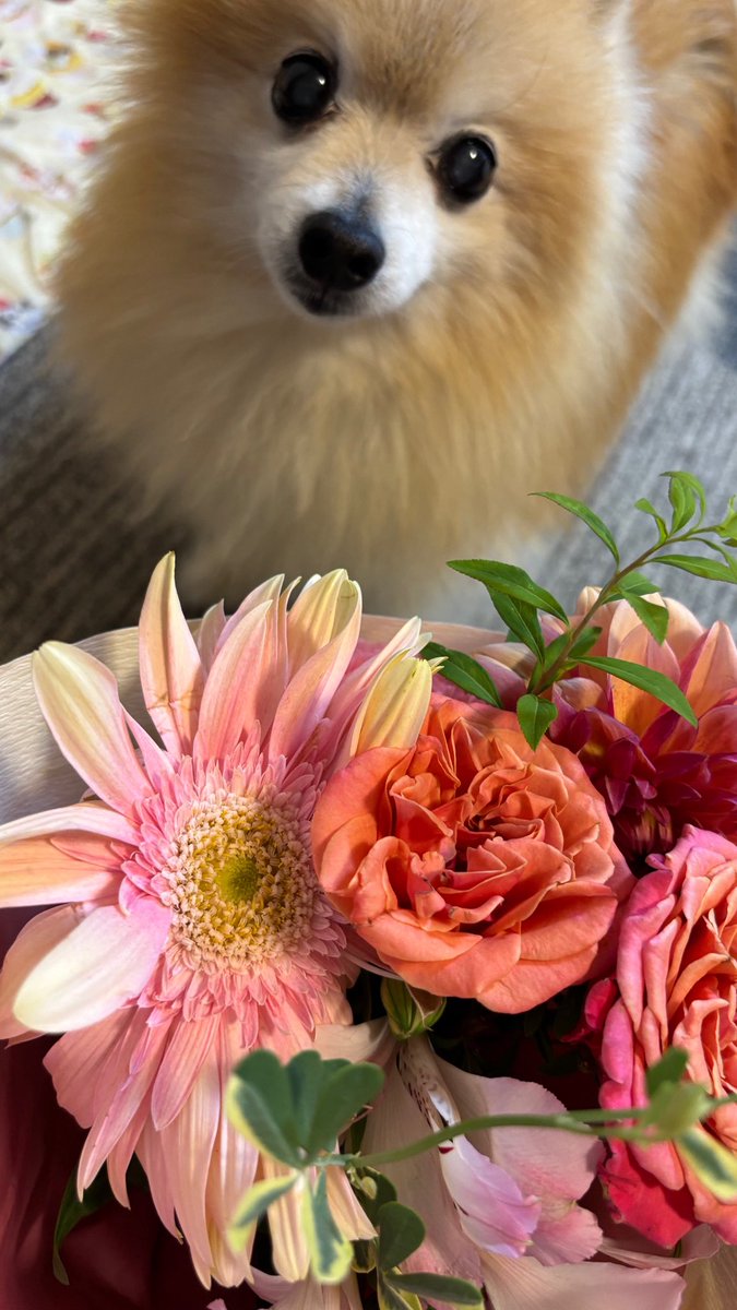 pooom_pom's tweet photo. なんだよ...花か💦🐶
お土産はプリン🍮が良かった。らしい😂 https://t.co/G443euKWI4