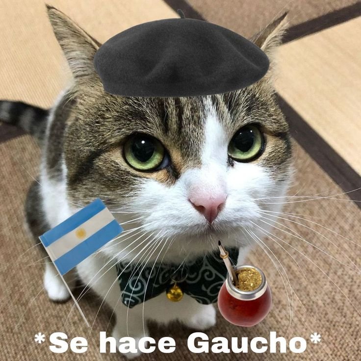 _frurin's tweet photo. FELIZ DIA DE LA INDEPENDENCIA COMPATRIOTAS ARGENTINOOOSSS VIVA LA PATRIA Y ABAJO EL ESTADO DE ISRAEL 🗣🗣🗣🇦🇷🇦🇷🇦🇷🇦🇷🇦🇷🇦🇷🇦🇷🇦🇷🇦🇷🇦🇷‼️‼️‼️‼️‼️‼️‼️‼️ https://t.co/SMPaHz8Gx1