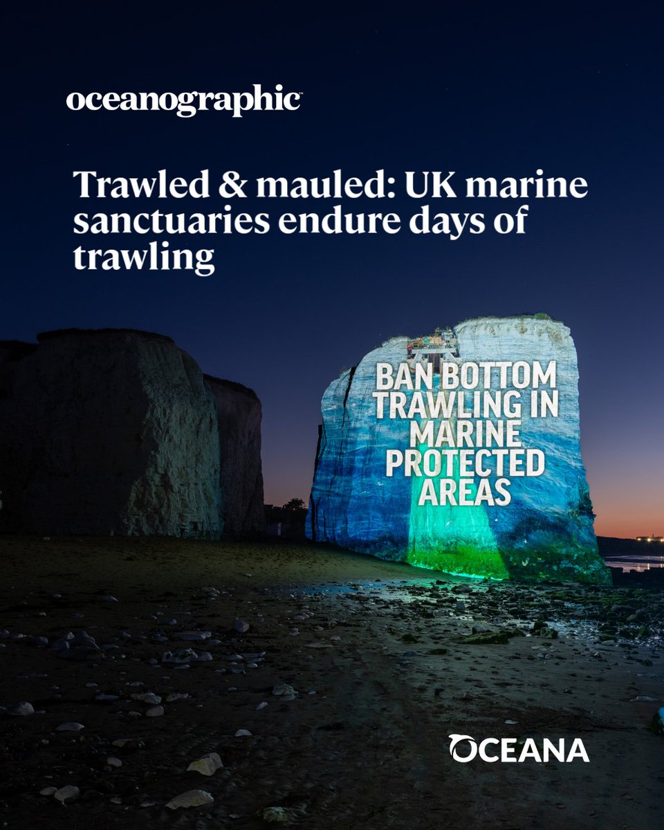 OceanaUK's tweet photo. 🚨 "The harms caused by bottom trawling are not limited to life on the seabed. Harbour porpoises, puffins, terns &amp; countless other animals need healthy habitats &amp; abundant prey."  

📢 Ban #BottomTrawling in MPAs

🌊  Act now: https://t.co/Bz4T8fyl3i

https://t.co/8aXRYFo0L7 https://t.co/tGnHPvwtix