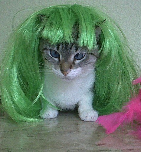 mumbo as cats 📷🧗 tweet media