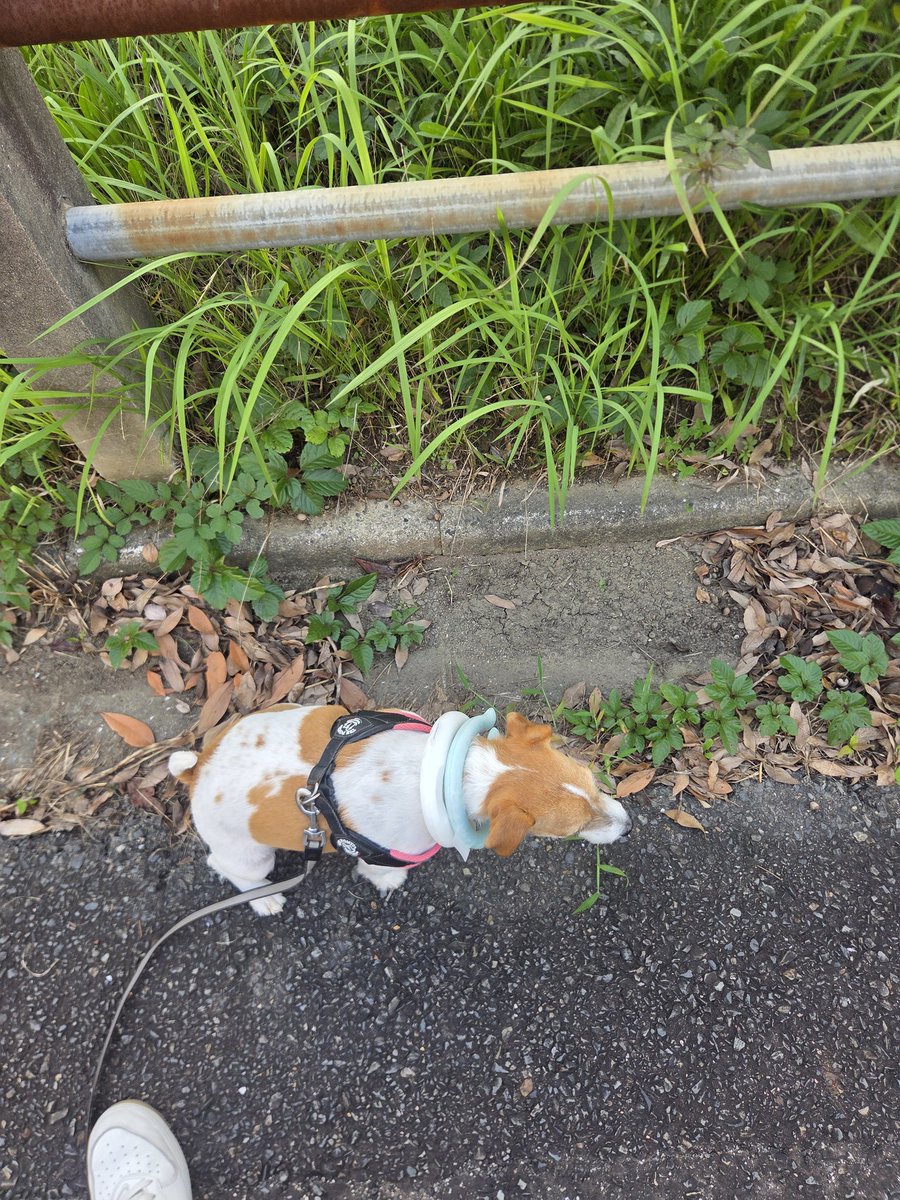 DaisukeWakasa's tweet photo. 福岡県が梅雨明け

暑くなってきたので獣🐶の散歩も付けても嫌がらないので人間用のネッククーラーをありったけ付けて散歩です https://t.co/yx4ulQhBic