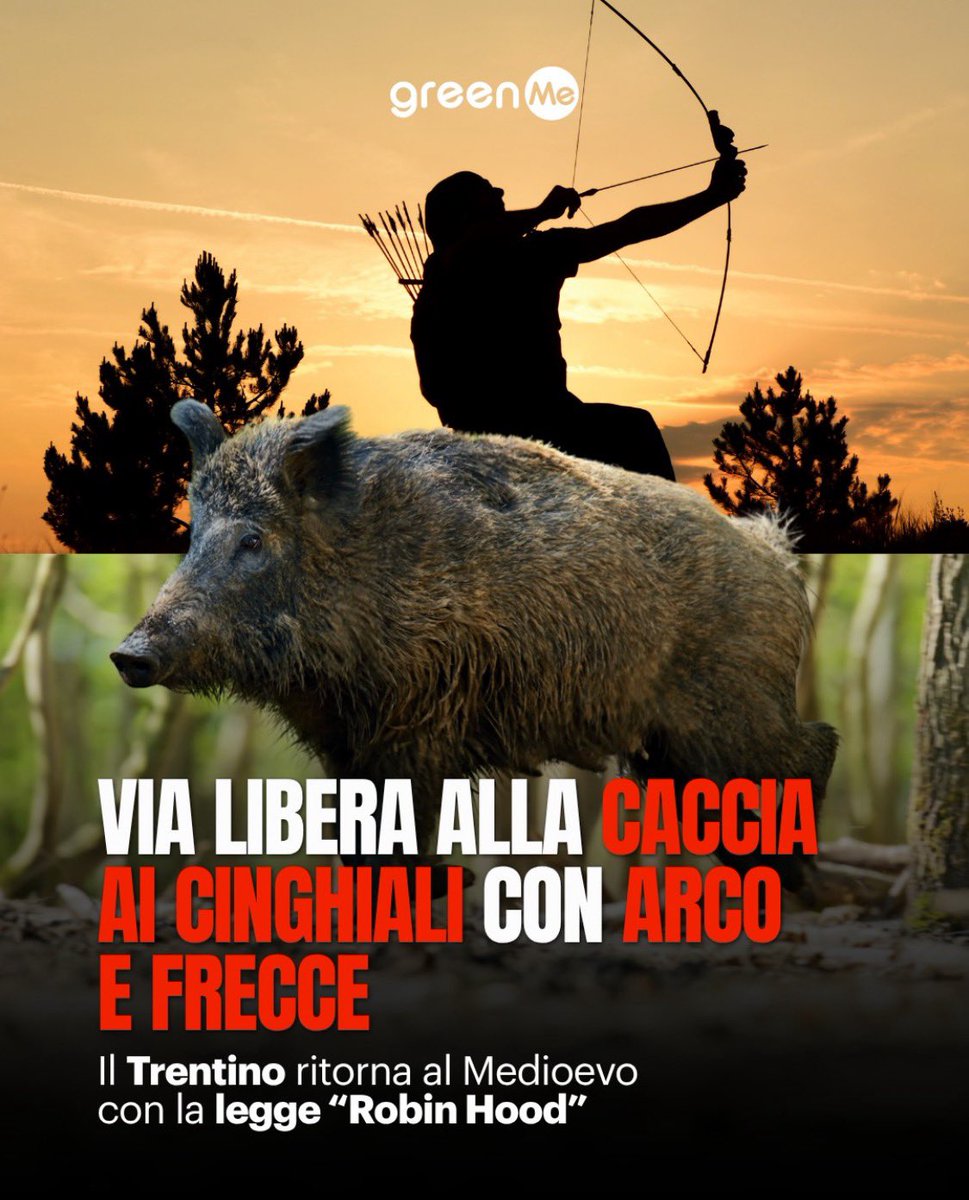 Frances99687883's tweet photo. Un metodo silenzioso,rispetto alle armi da fuoco,per non disturbare le altre specie ma che rischierà di provocare lunghe e dolorose agonie nei #cinghiali feriti,oltre al rischio di colpire per sbaglio residenti od escursionisti.Follia #Trentino. #leggeRobinHood https://t.co/Exkijhah5U