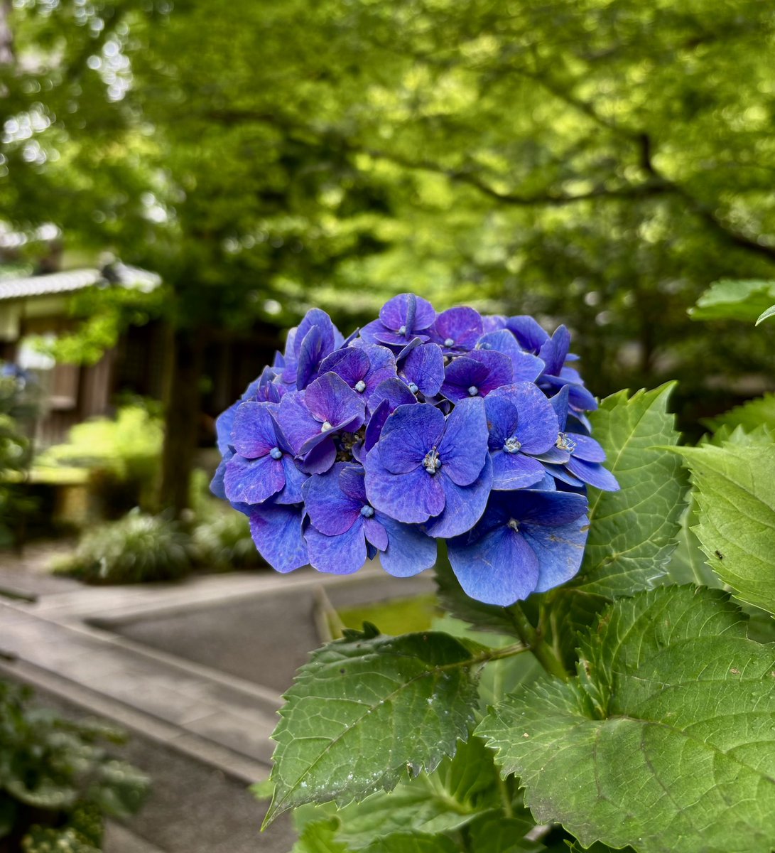 0604vox's tweet photo. No.3  北鎌倉　明月院　紫陽花編
※撮影日2026/7/4 https://t.co/hsXGhJ012a
