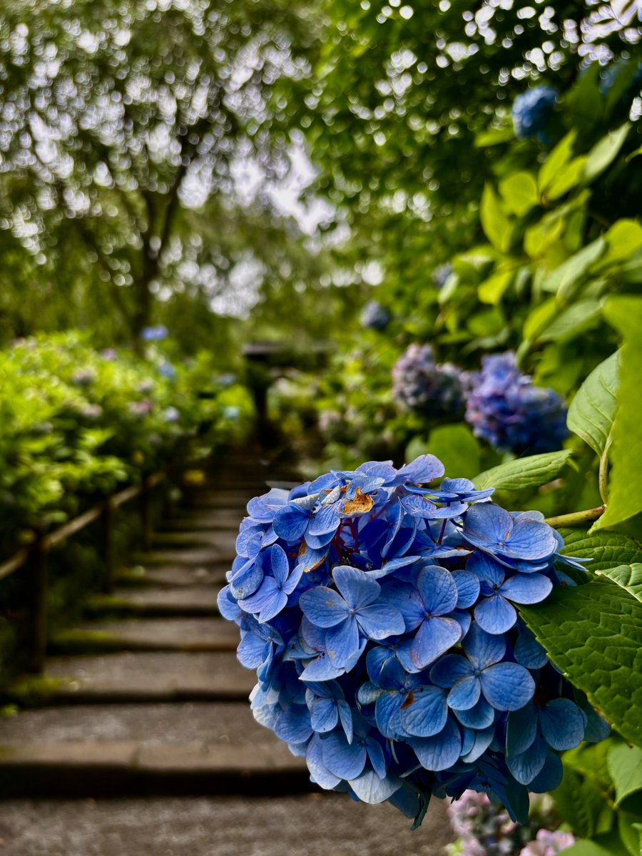 0604vox's tweet photo. No.3  北鎌倉　明月院　紫陽花編
※撮影日2026/7/4 https://t.co/hsXGhJ012a