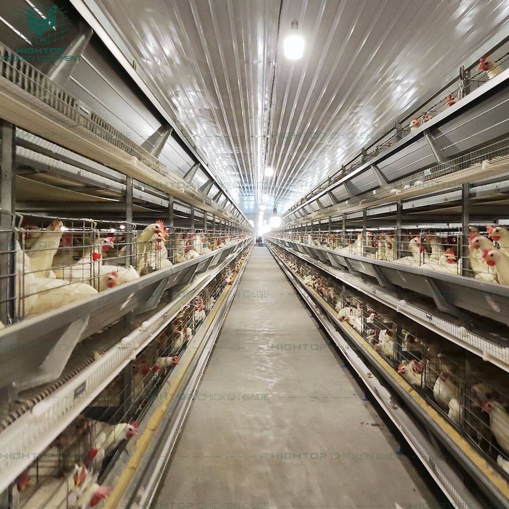 HightopPoultry's tweet photo. Automatic ventilation 🌬️ helps H-type layer cages keep hens cool at 38°C ☀️🐔. Hot-dip galvanized cages add durability 🛡️🥚 https://t.co/hn0sJeYTb0