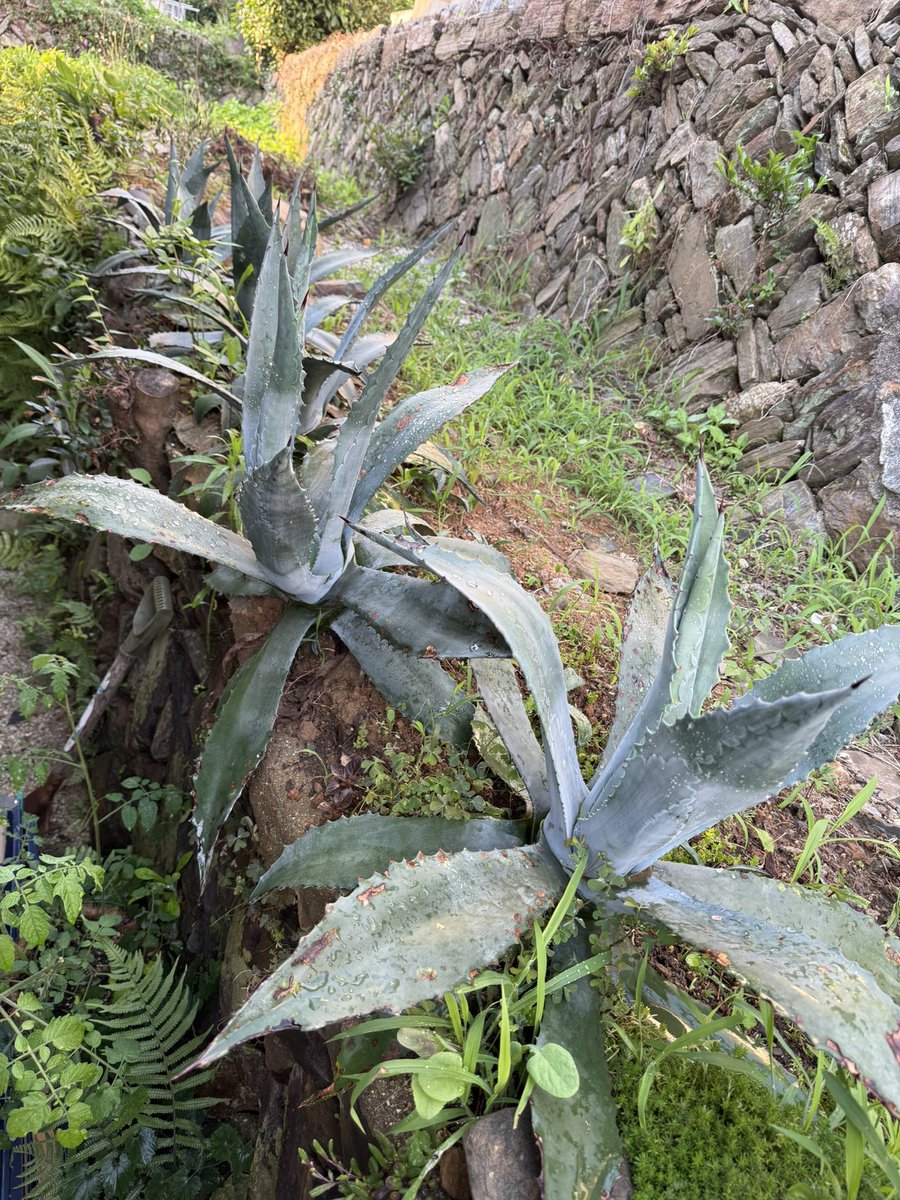 tukigami_'s tweet photo. #竜舌蘭 #アガベ #多肉植物
手前の子は80センチぐらいあるかも地植えだと成長が早い気がする☺️ https://t.co/3kixRq9eHd