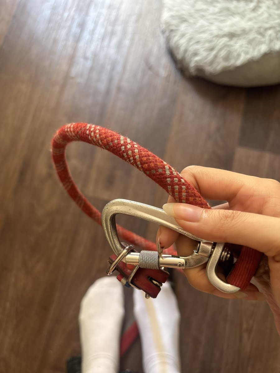 imbrattykitty's tweet photo. today’s weather is perfect to take my loser puppies on a walk! who wants to get leashed?
#findom #goddess #petplay #paypig https://t.co/LuRIwXtumR