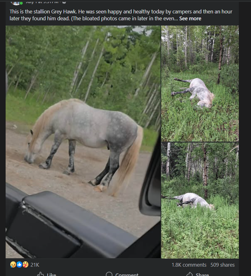 newjeanschain's tweet photo. There's a HUGE story in Canada that's happening about this Wild horse that suddenly died out of no where

The police has set a reward for $35,000 to find out what happened to Grey Hawk

and the story is massive and super viral and all over the news.

facebooks search:
https://t.co/mdYtK9STB5
https://t.co/RjzZkAEsqK