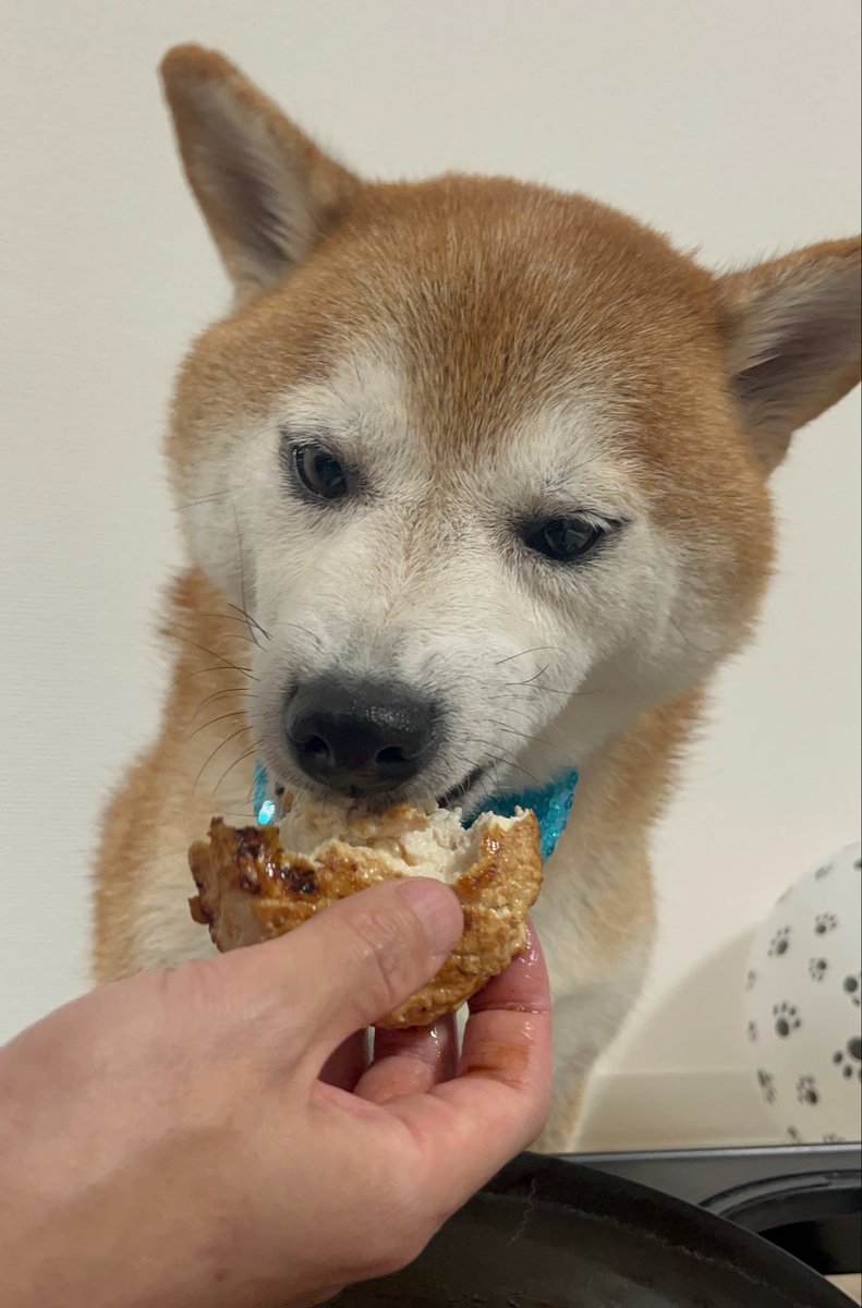 den__0708's tweet photo. 昨日のお誕生日ディナー🍖

【お品書き】
◉鶏豆腐ハンバーグ
◉冷製素パスタ 〜七夕風〜
◉わんちゃんモンブランケーキ

初手ハンバーグ丸呑みするかと、思わず悲鳴…
#豆柴 #柴犬 #犬のいる暮らし https://t.co/zVWDFUDTDY