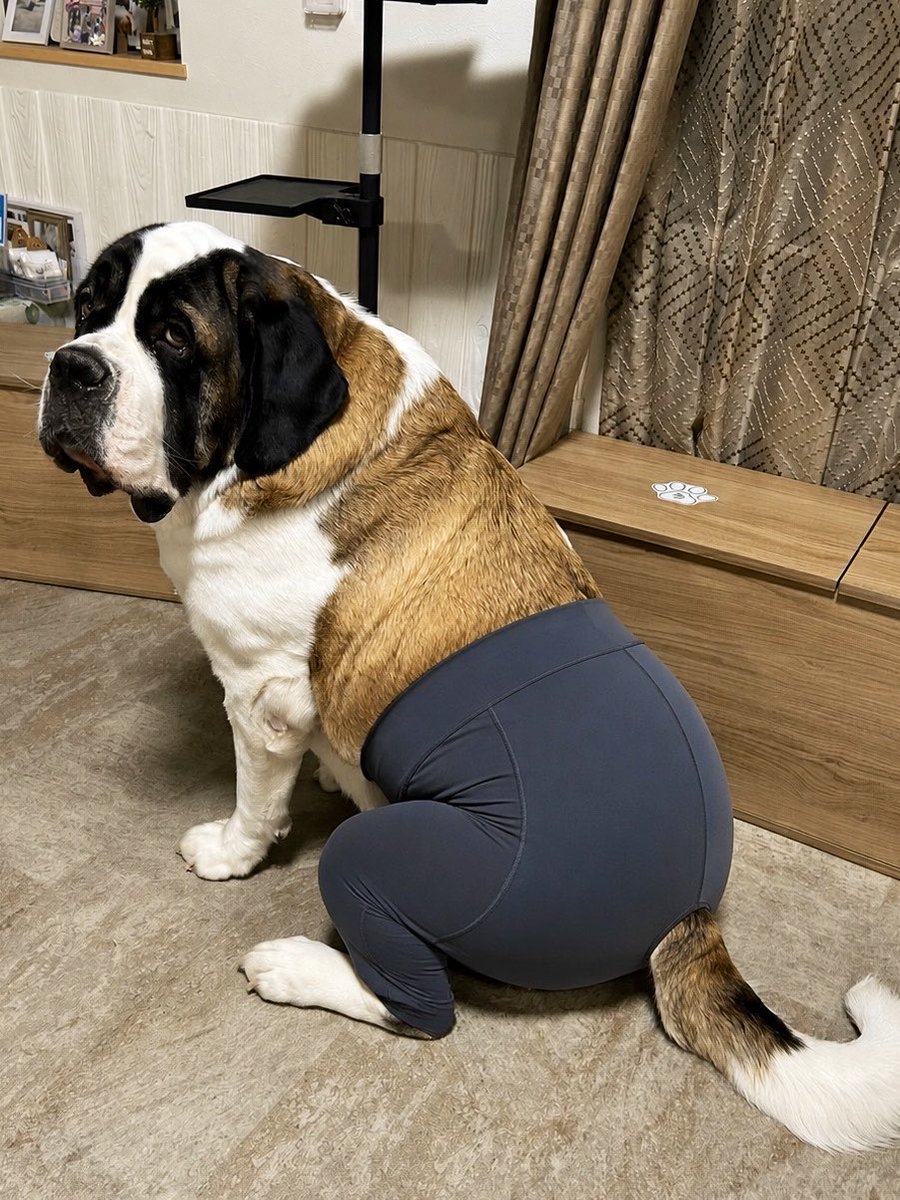 hotto_oneone's tweet photo. 85kg超大型犬のヨガパンツ姿🐾

ちょっと流行に乗り遅れました💦 https://t.co/g9zyVmCbWb