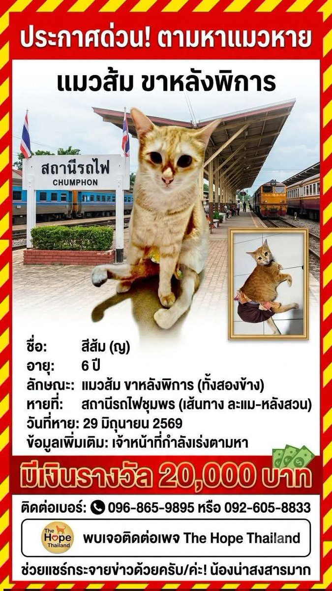 bennie8899's tweet photo. ใครอยู่แถวชุมพรช่วยกันมองหาหน่อยนะคะน้องแมวส้มหายจากรถไฟพิการ 2 ขาหลังมีเงินรางวัลให้ 20,000 บาท
#แมวหาย #ชุมพร #แมวหายบนรถไฟ https://t.co/5ubuKzWv4T