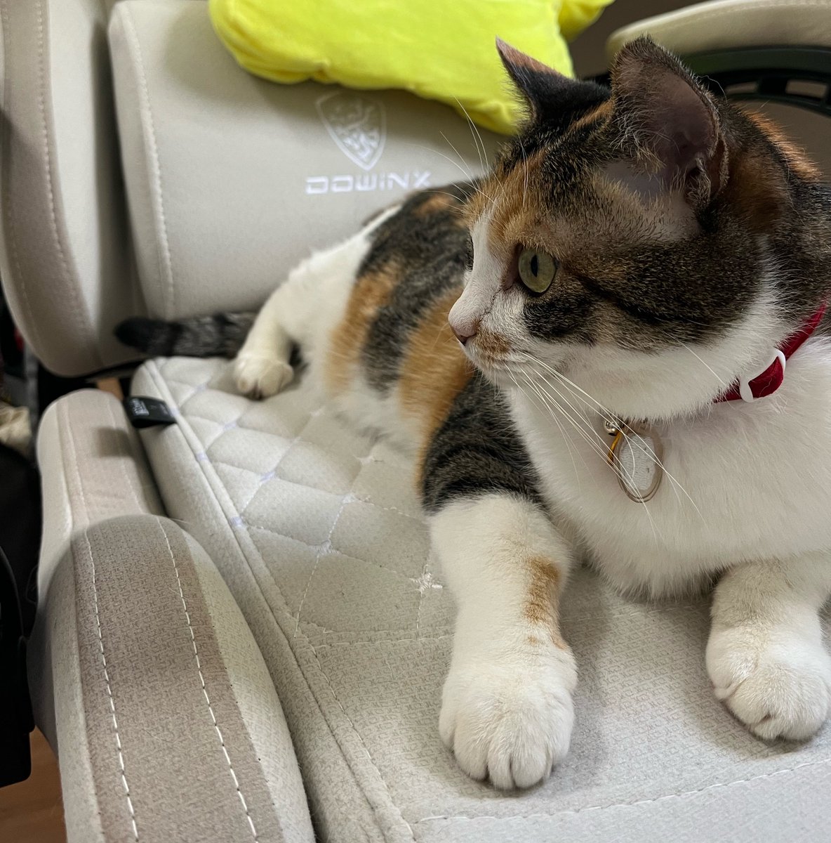 inpanchan's tweet photo. お昼ごはんで離席した瞬間に座られた 😗

#リモートワーク #在宅 #猫 #猫好きな人と繋がりたい https://t.co/qUU5Z9DRKT