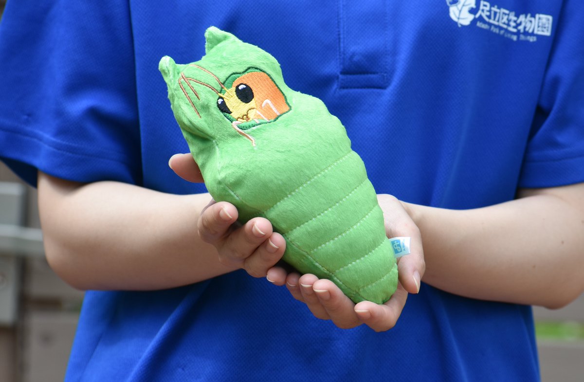 seibutuen_info's tweet photo. ＼リバーシブルで寄生バチがこんにちは～／
アゲハチョウの幼虫ぬいをリバーシブルすると蛹に！
…なるかと思いきや、

蛹を食い破ったアゲハヒメバチがこんにちは！ｳﾜｰｯ！

そんな寄生バチのぬいぐるみを新入荷しました。
https://t.co/kiAsKRAdCP

自然の厳しさ、アゲハチョウの幼虫とアゲハヒメバチの攻防に想いを馳せながらぜひお楽しみください。
#生物園オンラインショップ #ナミアゲハ #アゲハヒメバチ
#足立区生物園