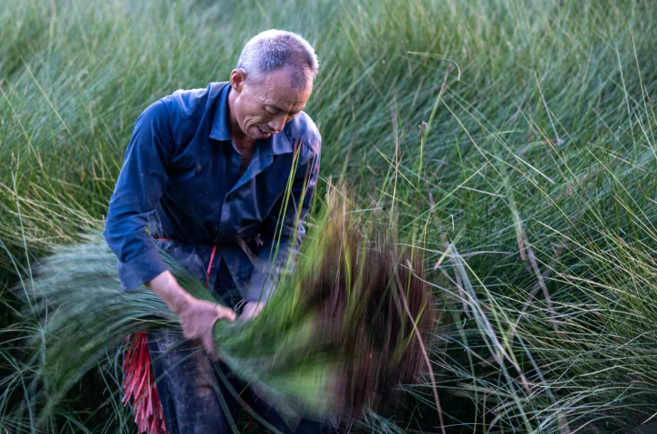 DynamicJiangxi's tweet photo. 🍀📍Ningdu, Ganzhou, Jiangxi: Rush to harvest rush grass in midsummer; traditional weaving enriches villagers and revitalizes the village.😀
@AmbassadeChine @China_Amb_Mdv @GovMikeHuckabee @EmbSuarezSalvia @amberliu
#Jiangxi #DynamicJiangxi #CharmOfJiangxi #JiangxiFriends #photography