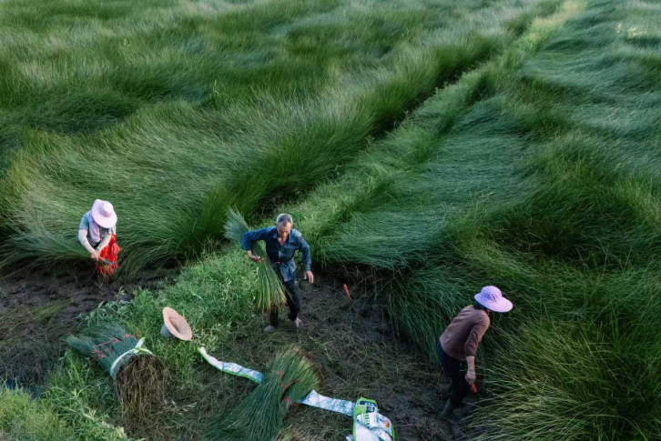 DynamicJiangxi's tweet photo. 🍀📍Ningdu, Ganzhou, Jiangxi: Rush to harvest rush grass in midsummer; traditional weaving enriches villagers and revitalizes the village.😀
@AmbassadeChine @China_Amb_Mdv @GovMikeHuckabee @EmbSuarezSalvia @amberliu
#Jiangxi #DynamicJiangxi #CharmOfJiangxi #JiangxiFriends #photography