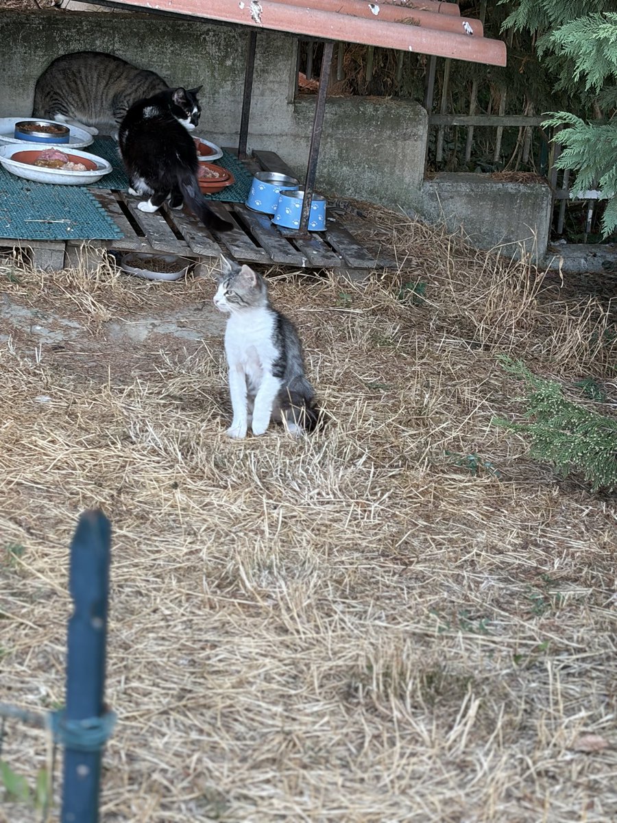 EStradini's tweet photo. Gatto piccolo fratellino di Chanel è magrissimo.   Soffre con il suo lungo pelo a stare per strada 
Qualcuno si offrirebbe a dargli casa?   Io non posso prenderne uno in modo permanente. Ho troppe anime da mantenere 
Vi prego di aiutarci https://t.co/bN52JMMVsr