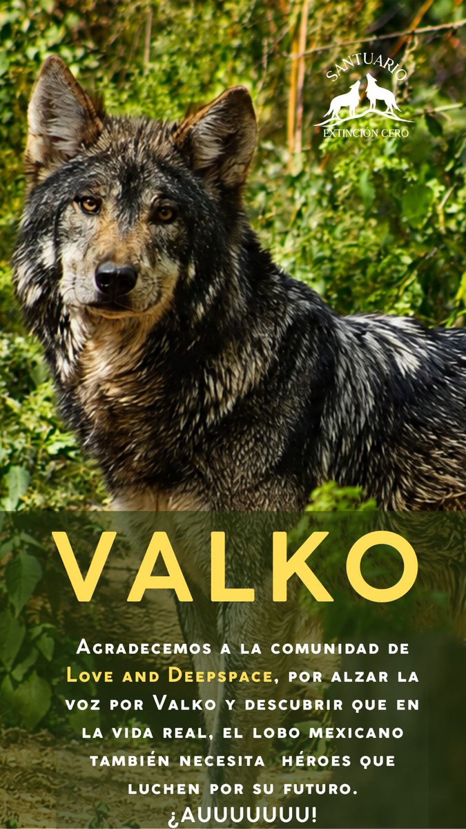 extincion_cero's tweet photo. Agradecemos a la comunidad de @Love_Deepspace @_hikariko57 por apoyar al lobo mexicano y recordar que en la realidad hay muchos VALKOS que merecen también un futuro.
#BRINGVALKOBACKLADS #BringBackValko #Valko #BringValkoBack #SaveTheLobo #mexicanwolf https://t.co/lhSWufKvWJ