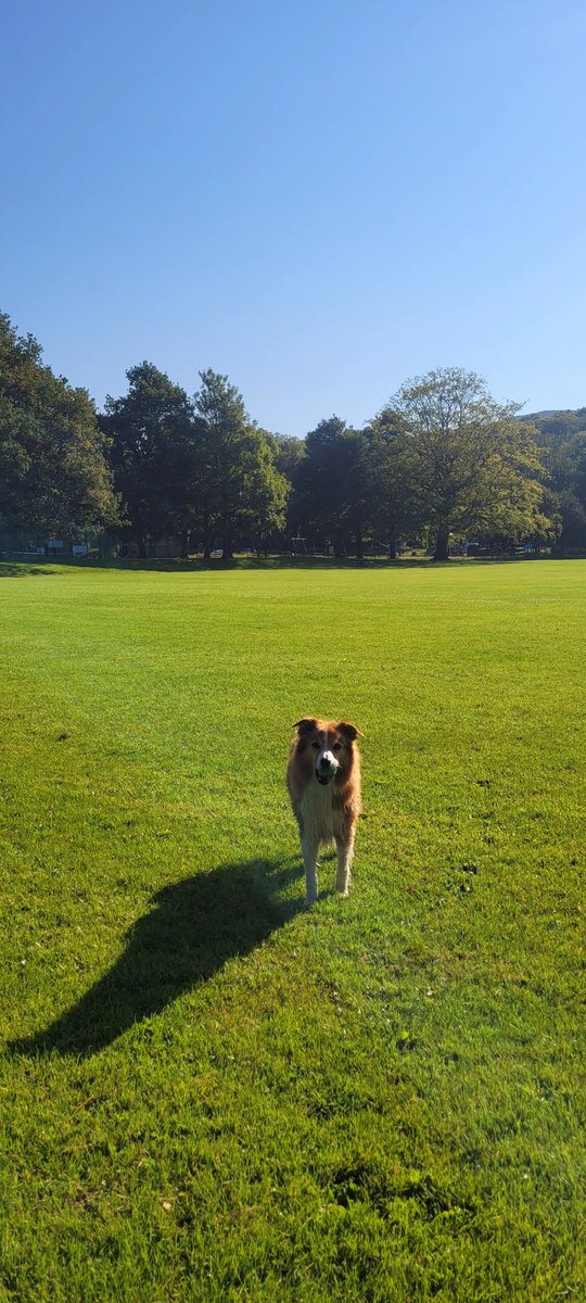 jacquihill18's tweet photo. 7.00am walk this morning with Charlie to keep cool  , he gad a lovely swim in the river  ❤️🐕 #heatwave #welshsheepdog https://t.co/QUurrPdoLL