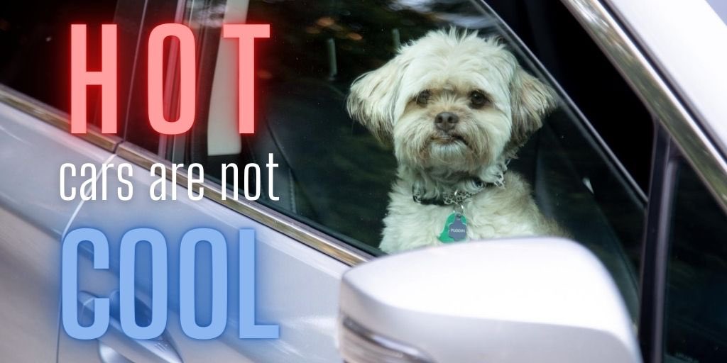 VaDOT's tweet photo. Hot cars are not cool! Never leave your pet alone inside a parked car. Animals can die of heatstroke within 15 minutes. Even when parked in the shade or with windows cracked, the temperature inside a car can quickly become deadly. https://t.co/rzdUceQNyD