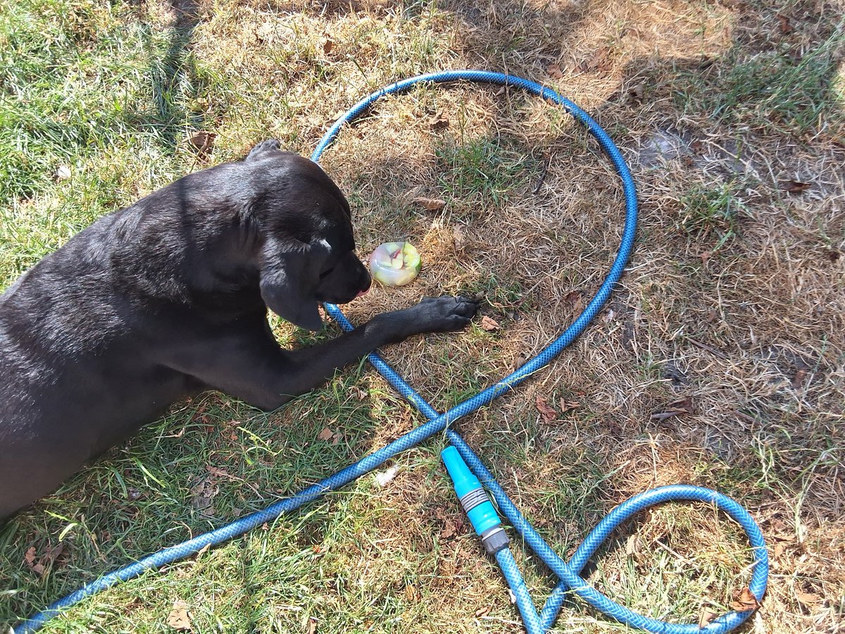 YorkshireLab's tweet photo. Ahm gerrin cool. #Woofs https://t.co/OYwBQtIRgk