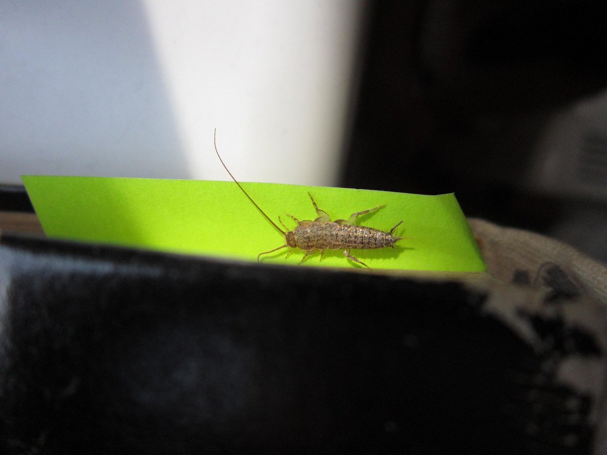 MagicPestCntrl's tweet photo. Silverfish Often Establish Nuisance Infestations Within Homes, But They Can Damage Valuable Indoor Items As Well https://t.co/6gRNLusnLG https://t.co/Uq8dqr5UqC