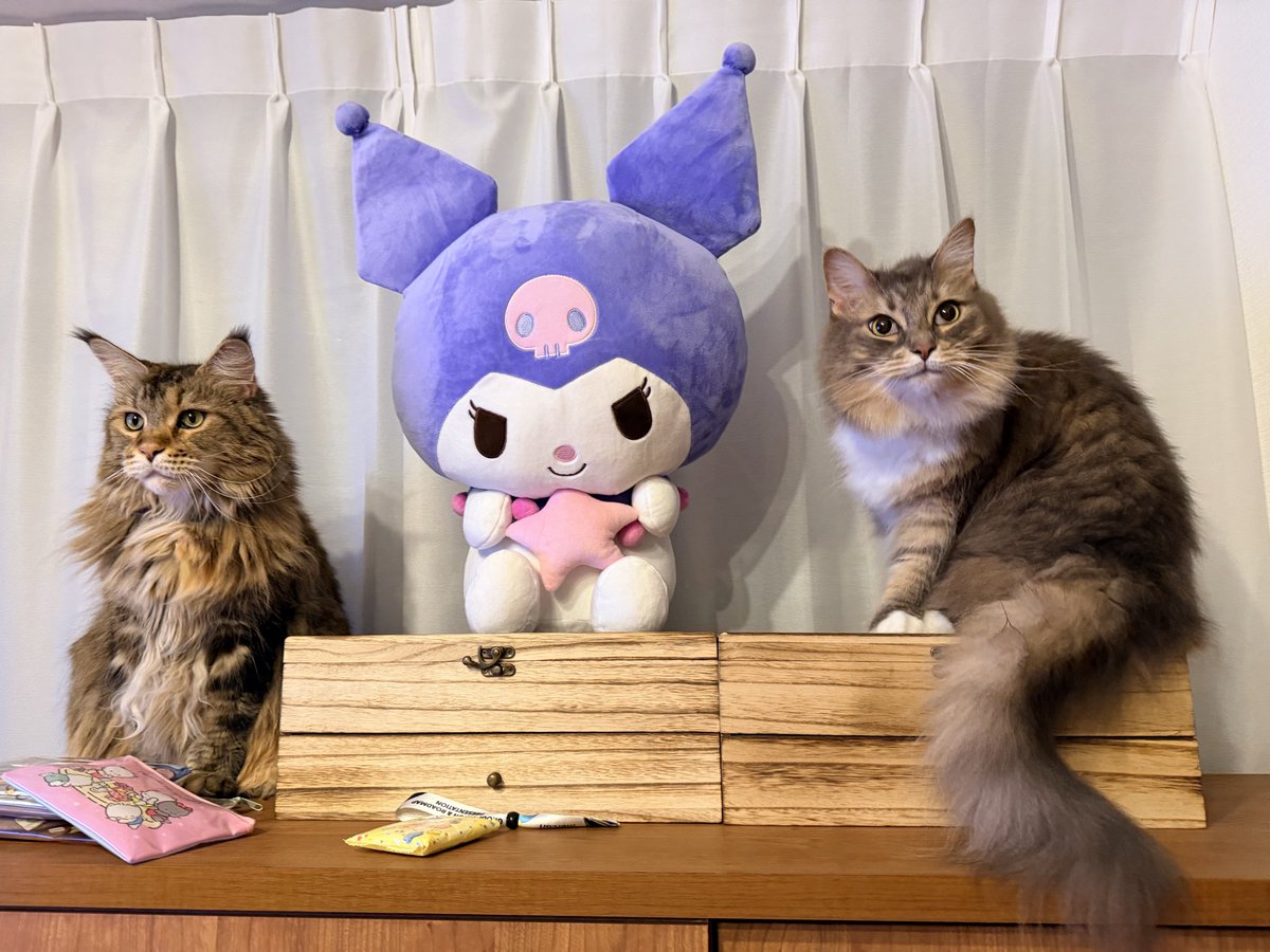 maikeyinc's tweet photo. ねこをみて落ち着こう https://t.co/SrIWZrVRn3