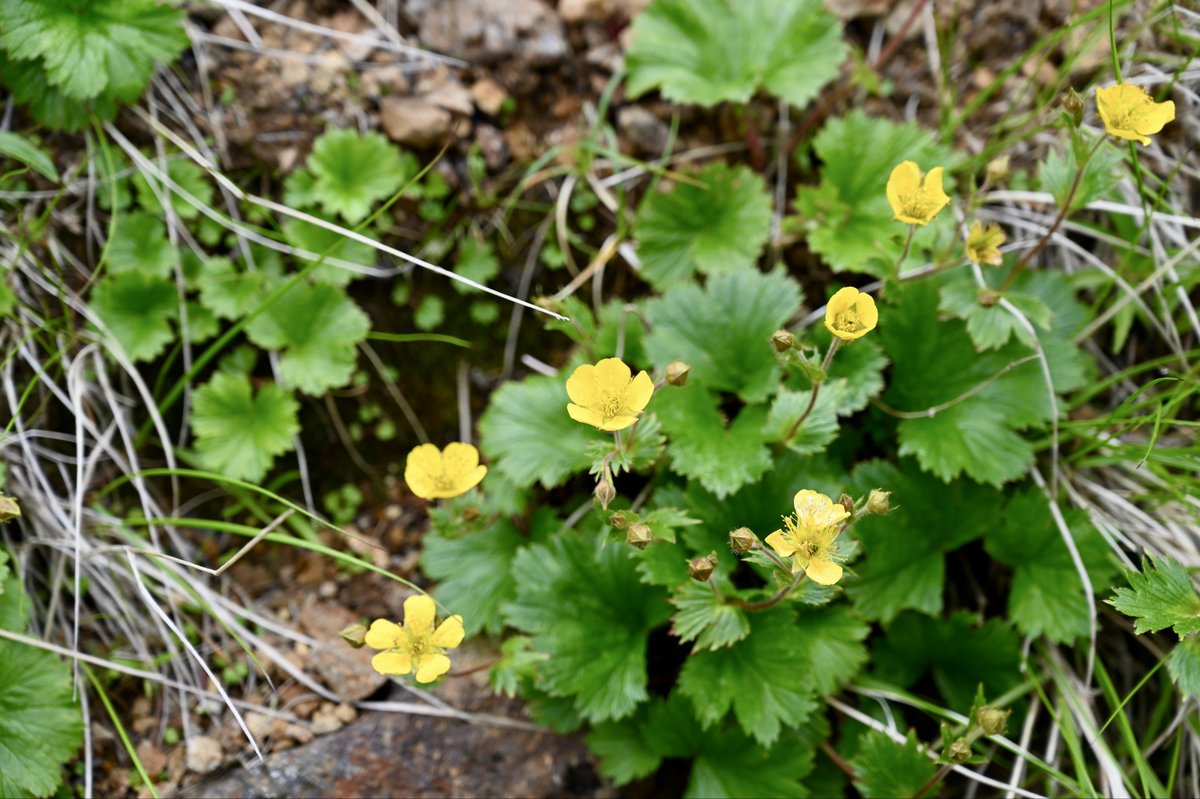 6_qfgg's tweet photo. 八ヶ岳の高山植物さんたち②

地蔵〜赤岳〜文三郎〜行者のあたり

花の名前は🤣わかりません⤵️ https://t.co/xrMcTtw2aM