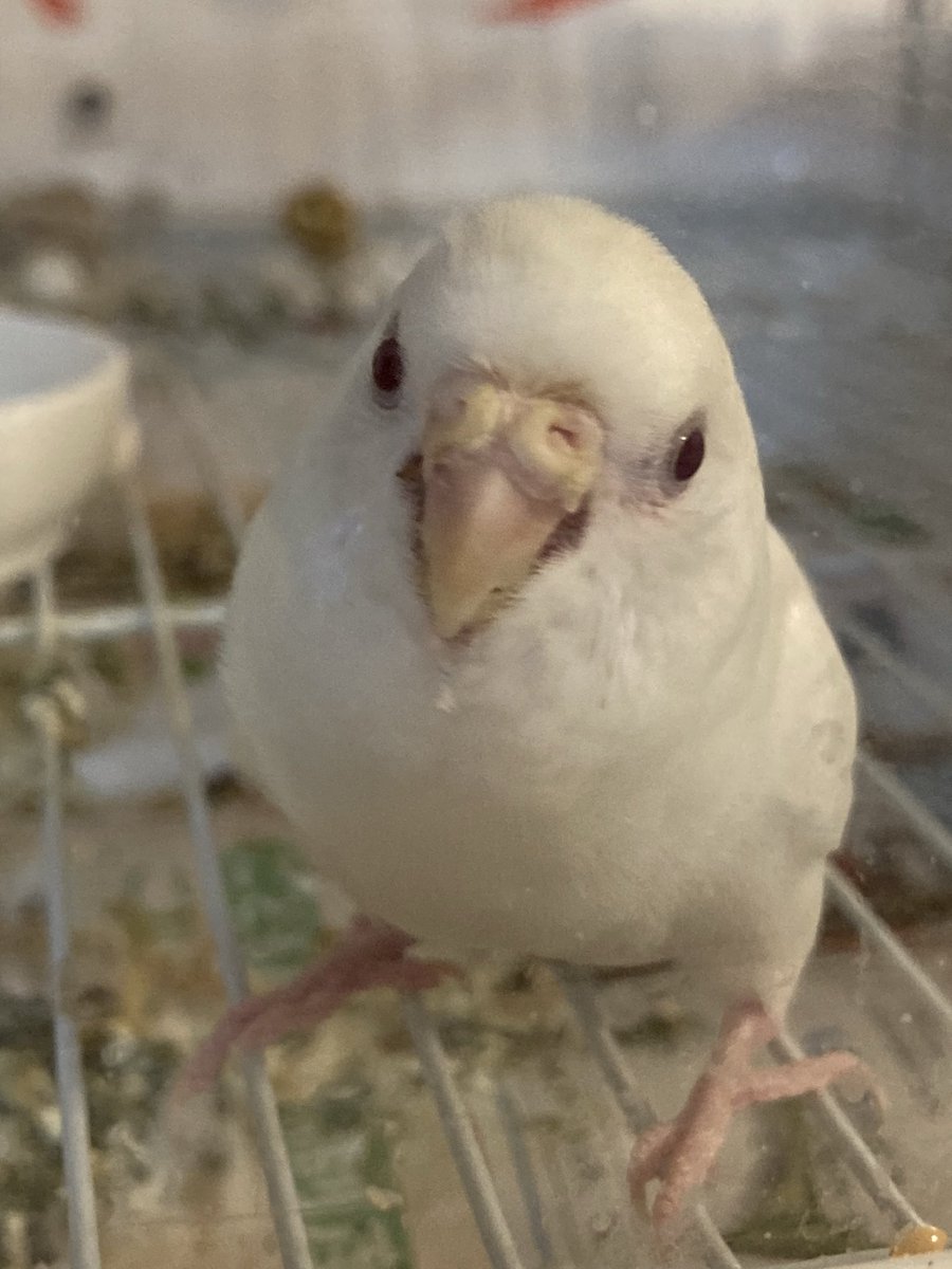 rubi_chann's tweet photo. さいたま市緑区〜東川口近辺
セキセイインコのルビ（♀、全身白）が
昨日(7月9日)の１４時半ごろ逃げました。
お喋りはできません。肩や頭によくとまります。
飛べます。情報あればDMお願いします！
#セキセイインコ #迷子 #インコ迷子 #セキセイインコ迷子 #さいたま市インコ迷子 https://t.co/7xe76x9yzj