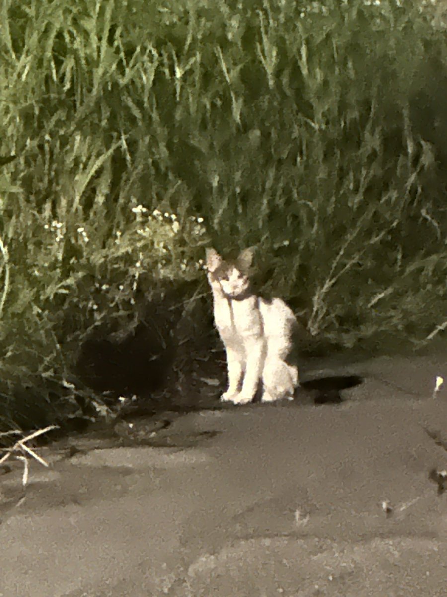 sirochusuki's tweet photo. 本日のお猫様🐈
かーいー🥰 https://t.co/DHlWg8WY5V