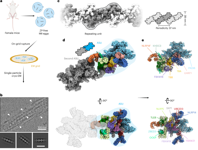 NatureStructMolBiol tweet media