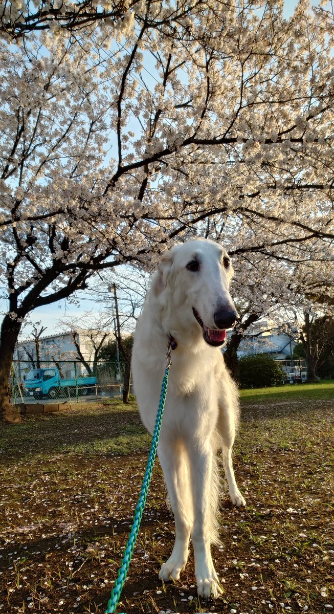 AS_LSRP's tweet photo. 桜🌸 https://t.co/dBlANPAqx5