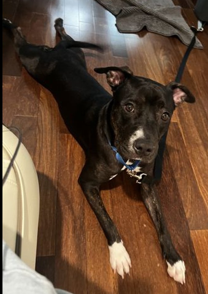 NMBewitched's tweet photo. Mateo😍😇
Returned from #ACCFoster
Now a Level 2 Adoptable
https://t.co/KqeGaS53IP
#AdoptMe
We know he is fabulous, we also know he can get mouthy when he does not have enough exercise & enrichment.
He was trying to communicate & they dumped him😱
Mateo is intelligent, social, playful
While is loves nap time, it must be balanced w/ walks & learning games
I know there is a good, solid home for him
Please share