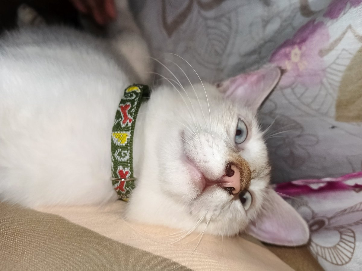 aliiived's tweet photo. My kitty crossed the rainbow bridge this evening 😭 rip Tiki🌹 https://t.co/raRyHtzawX