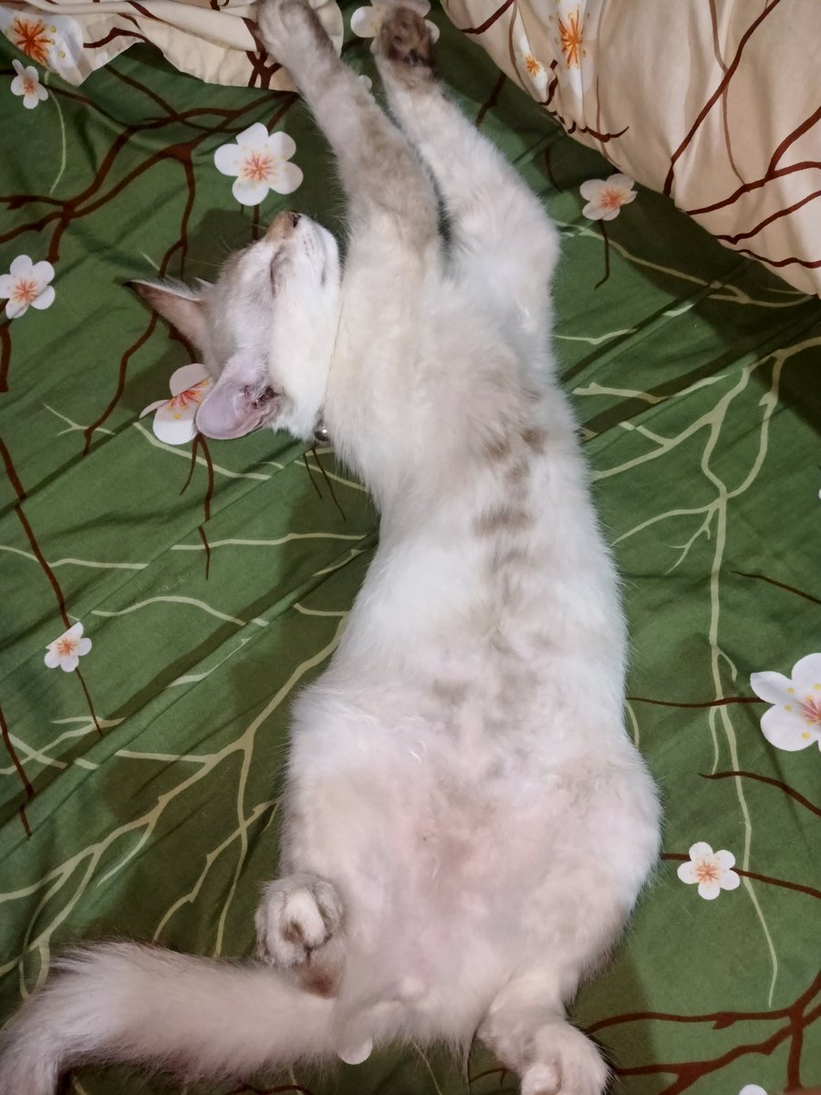 aliiived's tweet photo. My kitty crossed the rainbow bridge this evening 😭 rip Tiki🌹 https://t.co/raRyHtzawX
