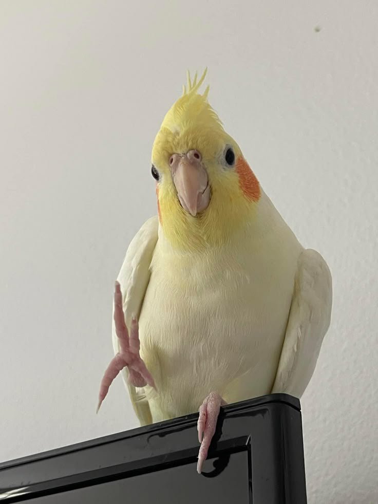 Iongeamorte's tweet photo. @srinitytantos #ᅠ𝑚𝒊𝒛𝒊𝒔𝐮𝐚 

i was thinking that if i couldn't have one of these, but that particular one i feel would be a pet that my Emma would have https://t.co/QxlMvO0yIu
