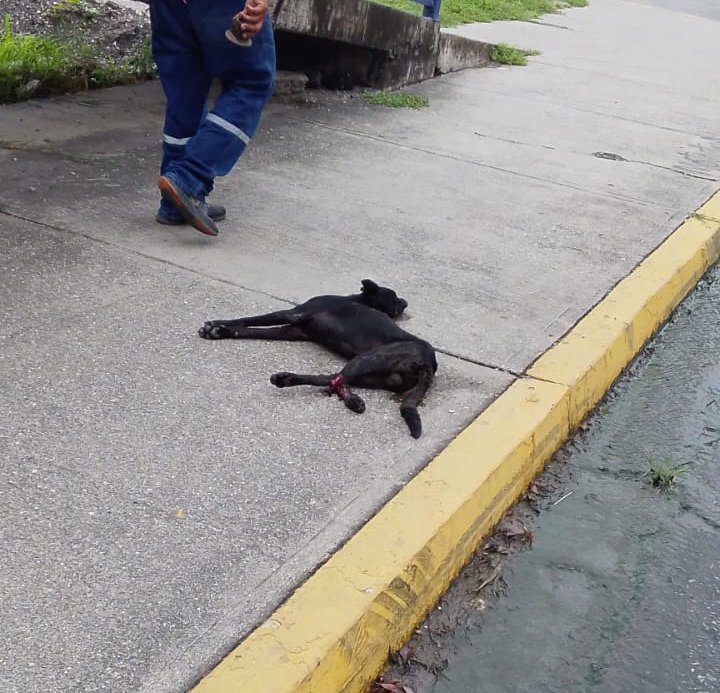 Hospedajeanimal's tweet photo. Casos de otros: URGENTE, LO ACABAN DE ATROPELLAR, ESTA EN LA PASARELA DE SANTA ROSA CON SUS PATICAS PARTIDAS, Barquisimeto. https://t.co/Z4RsI09V6O