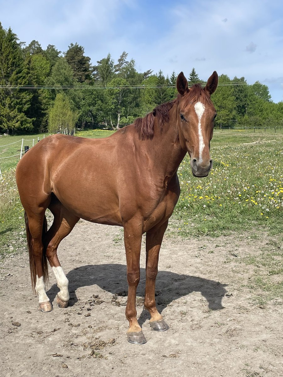 dogmaticdecay's tweet photo. Miss Teenie is staying and I’m so excited for what her future holds! 🥰 https://t.co/iJTRZy3kBu
