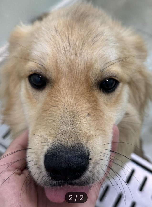 findmypaw's tweet photo. 실외견으로 키워졌던 순딩이 갈둥이 입양해주세요
보호소 공고 특징에 매우 순함이라고 적힌 아이는 정말정말 순하다는 뜻이에요. 놓치지 마세요

신중한 입양 문의 부탁합니다
충남 서산보호소 041-660-2040 https://t.co/ccFXLfN7Ii